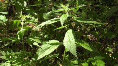Caterpillar Avrupa tavus kuşu'nın kelebek ısırgan yaprağı üzerinde.