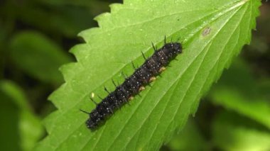 Caterpillar Avrupa tavus kuşu'nın kelebek ısırgan yaprağı üzerinde.
