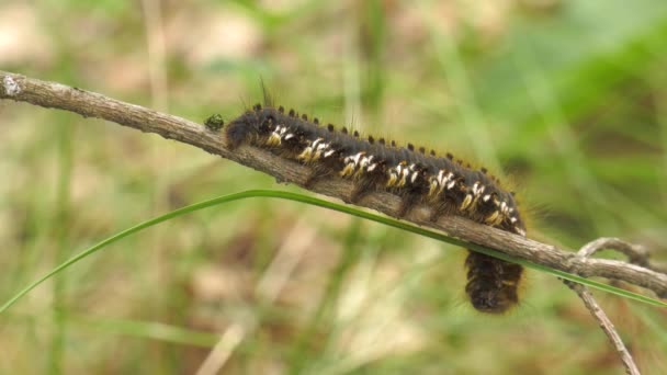 Motyl Gąsienica Euthrix Potatoria — Wideo stockowe