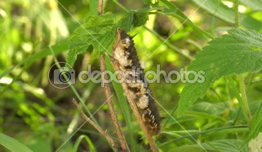Euthrix potatoria'nın kelebek aterpillar üzerinde parasitoid arı larvaları.