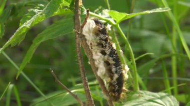 Euthrix potatoria'nın kelebek aterpillar üzerinde parasitoid arı larvaları.