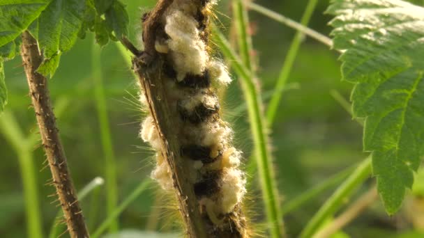 Lárvái Aterpillar Euthrix Potatoria Pillangó Petefürkész Darazsak — Stock videók