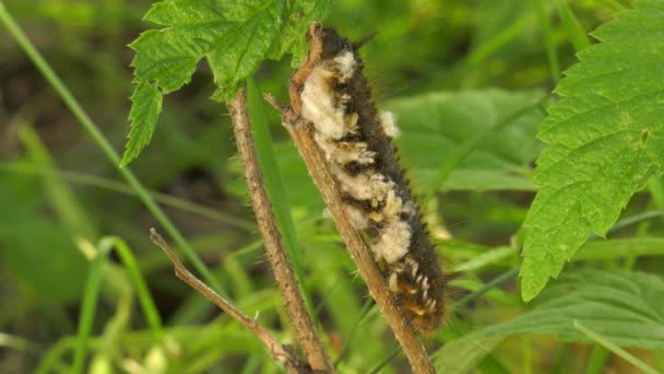 Larvas Das Vespas Parasitóides Lagarta Borboleta Euthrix Potatoria — Vídeo de Stock