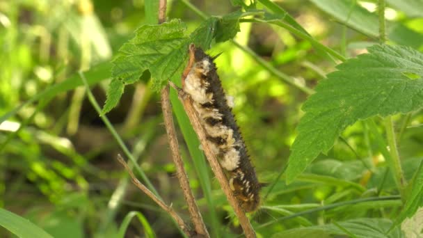 Larvas Las Avispas Parasitoides Aterpillar Mariposa Euthrix Potatoria — Vídeo de stock