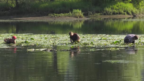 Verzamelen Van Waterlelie Wortels — Stockvideo