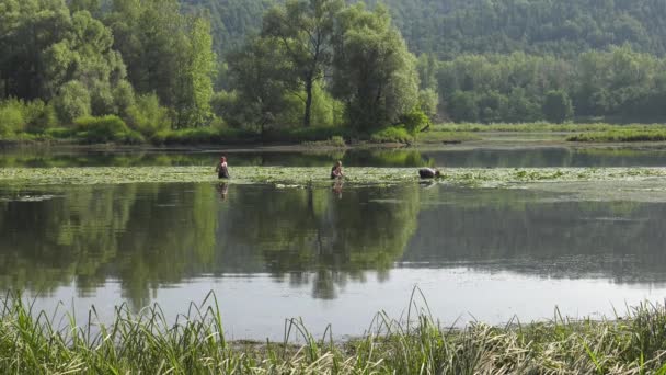 Збір Коріння Лілії — стокове відео