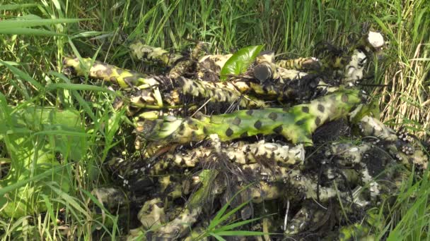 Racines de nénuphars .