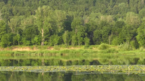 Yuryuzan River Zarośla Lilii Wodnych Strzały — Wideo stockowe