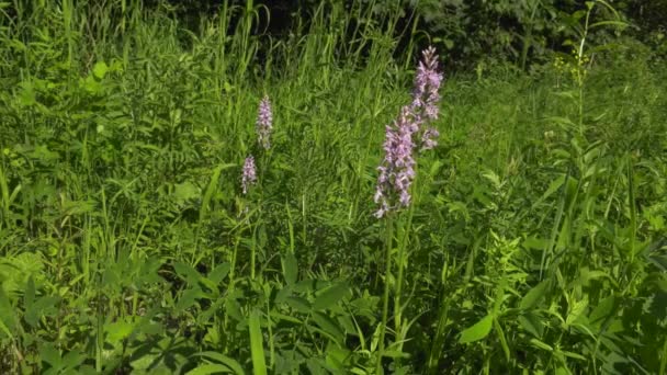 Orchidée Tachetée Fleurs Gros Plan — Video