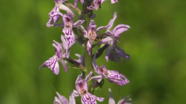 Floração Orquídea Manchada Close — Vídeo de Stock