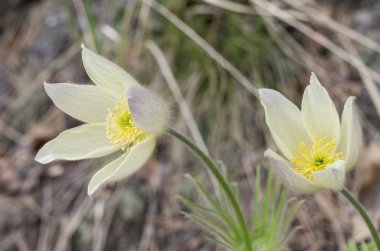 Bir orman glade içinde çiçek açan pasqueflower.