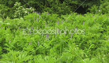 Orman glade üzerinde çiçek açan Galega officinalis..