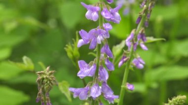 Orman glade üzerinde çiçek açan Galega officinalis..
