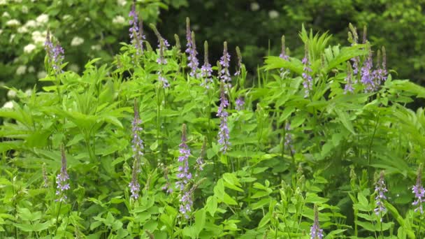 Kwitnący Galega Officinalis Leśnej Polanie — Wideo stockowe