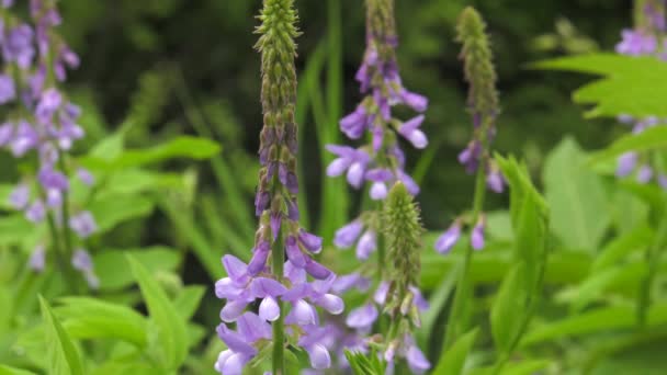 Bloeiende Galega Officinalis Forest Glade — Stockvideo