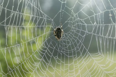 Örümcek sabah erkenden web üzerinde.