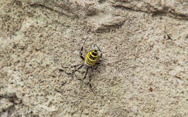 Örümcek Argiope bruennichi (eşek arp örümceği) avı.