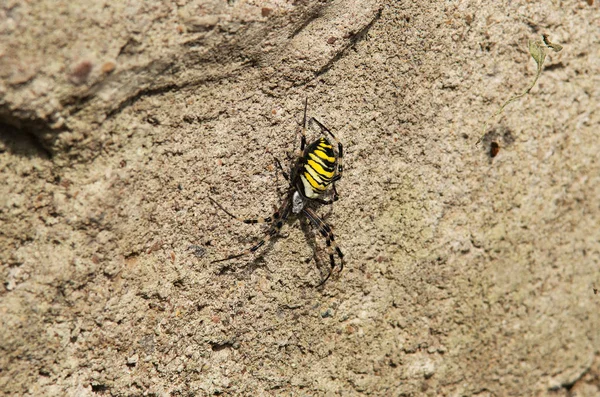 Spider Argiope Bruennichi Wasp Spider Hunt — Stock Photo, Image