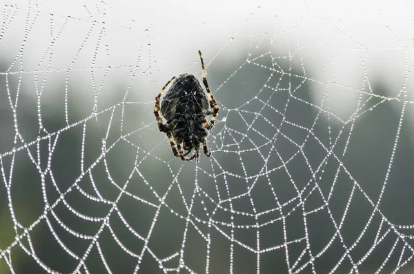 早朝にウェブ上のクモ — ストック写真