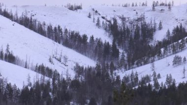 Kışın Ural dağları. Şafak.