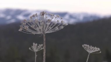 Kışın Ural dağları. Şafak.