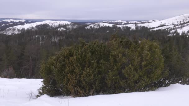 Kışın Ural Dağları Şafak Vakti Dağ Yamacında Ardıç — Stok video
