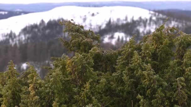 Montagnes d'Oural en hiver. À l'aube. Genévrier à flanc de montagne .