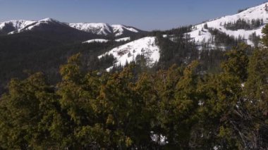 Kışın Ural dağları. Soğuk bir gün. Ardıç çalısı.