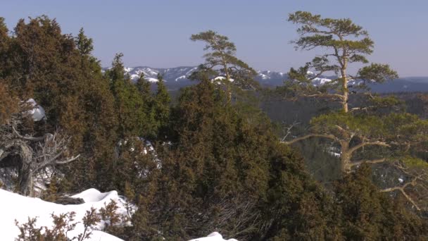 Oeralgebergte Winter Frosty Dag Juniper Bush — Stockvideo