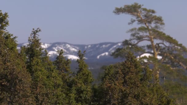 Oeralgebergte Winter Frosty Dag Juniper Bush — Stockvideo