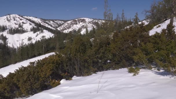 Montagne Degli Urali Inverno Giornata Gelida Cespuglio Ginepro — Video Stock