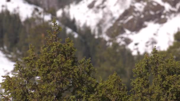 Oeralgebergte Winter Frosty Dag Juniper Bush — Stockvideo