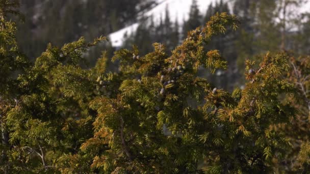 冬のウラル山脈 冷ややかな日だジュニパーブッシュ — ストック動画