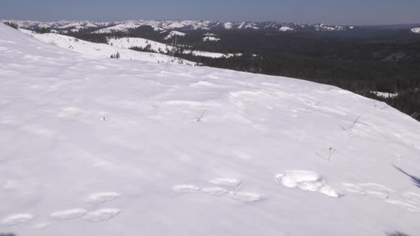 Montanhas Urais Inverno Vestígios Lebre Dia Gelado — Vídeo de Stock