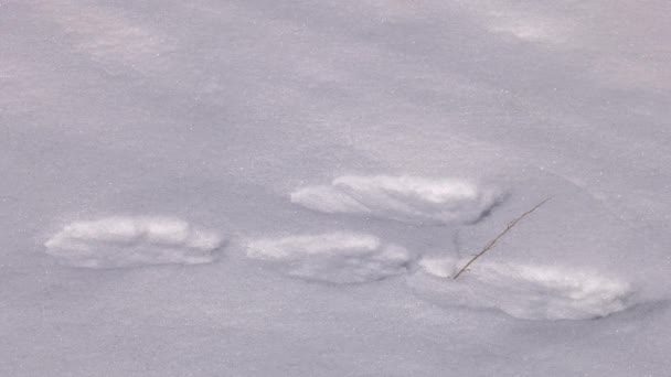 乌拉尔山脉在冬季 一只是一把兔的踪迹 霜冻的一天 — 图库视频影像
