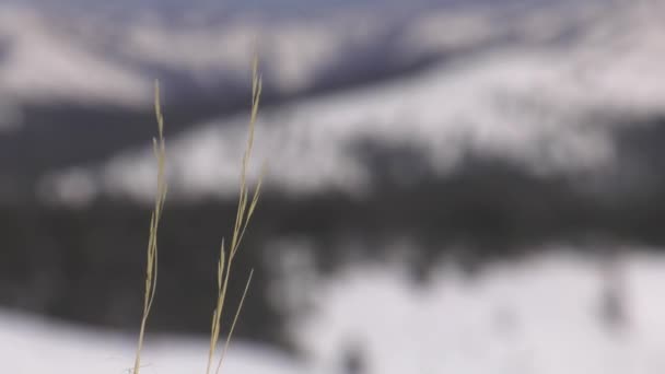 Montanhas Urais Inverno Dia Gelado — Vídeo de Stock