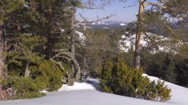 Kışın Ural dağları. Soğuk bir gün. Ardıç çalısı.