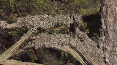 Kışın Ural dağları. Soğuk gün.