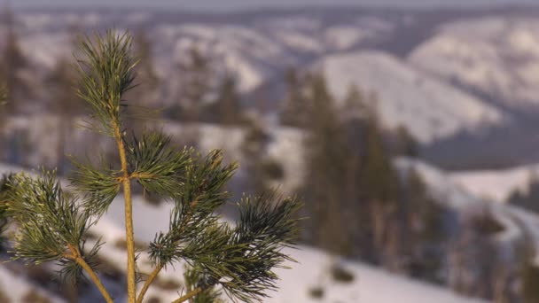 Montagne Degli Urali Inverno Giorno Gelido — Video Stock