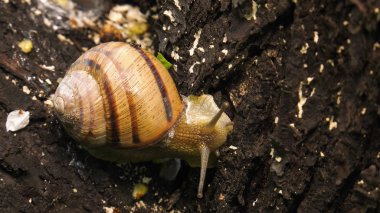 Kara salyangoz - Helix albescens.
