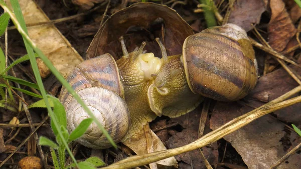 Land snail - Helix albescens. Process of mating.