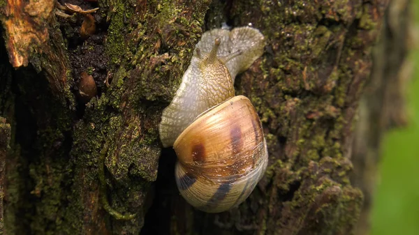 Land Snail Helix Albescens — Stock Photo, Image