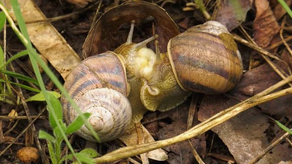 Land snail - Helix albescens. Process of mating.