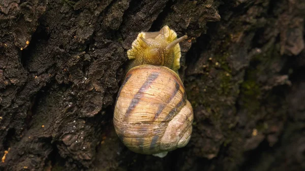 Land snail - Helix albescens.