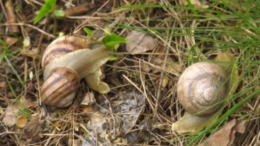 Kara salyangoz - Helix albescens.
