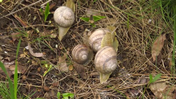 Land Snail Helix Albescens Times — Stock Video