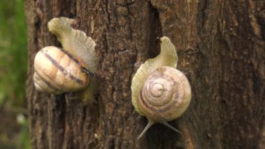 Kara salyangoz - Helix albescens. x2 kez