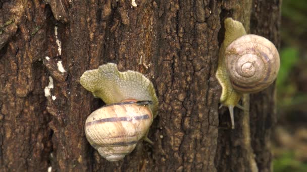 Escargot des terres - Helix albescens .