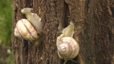 Kara salyangoz - Helix albescens.