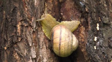 Kara salyangoz - Helix albescens.